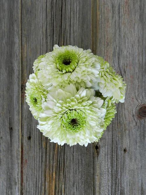 Wholesale Terra Calysto White Gerondo Gerbera Daisy Delivered Online